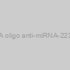 AXMIR-223 RNA oligo anti-miRNA-223-3p with Xmotif